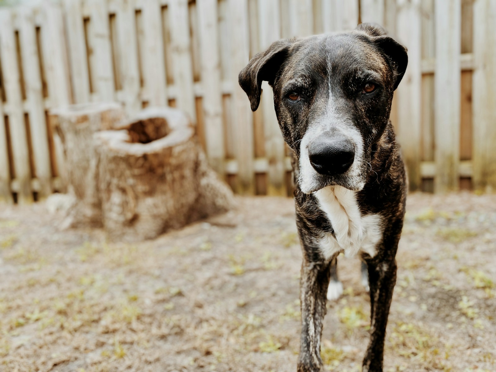 A dog standing in a fenced backyard